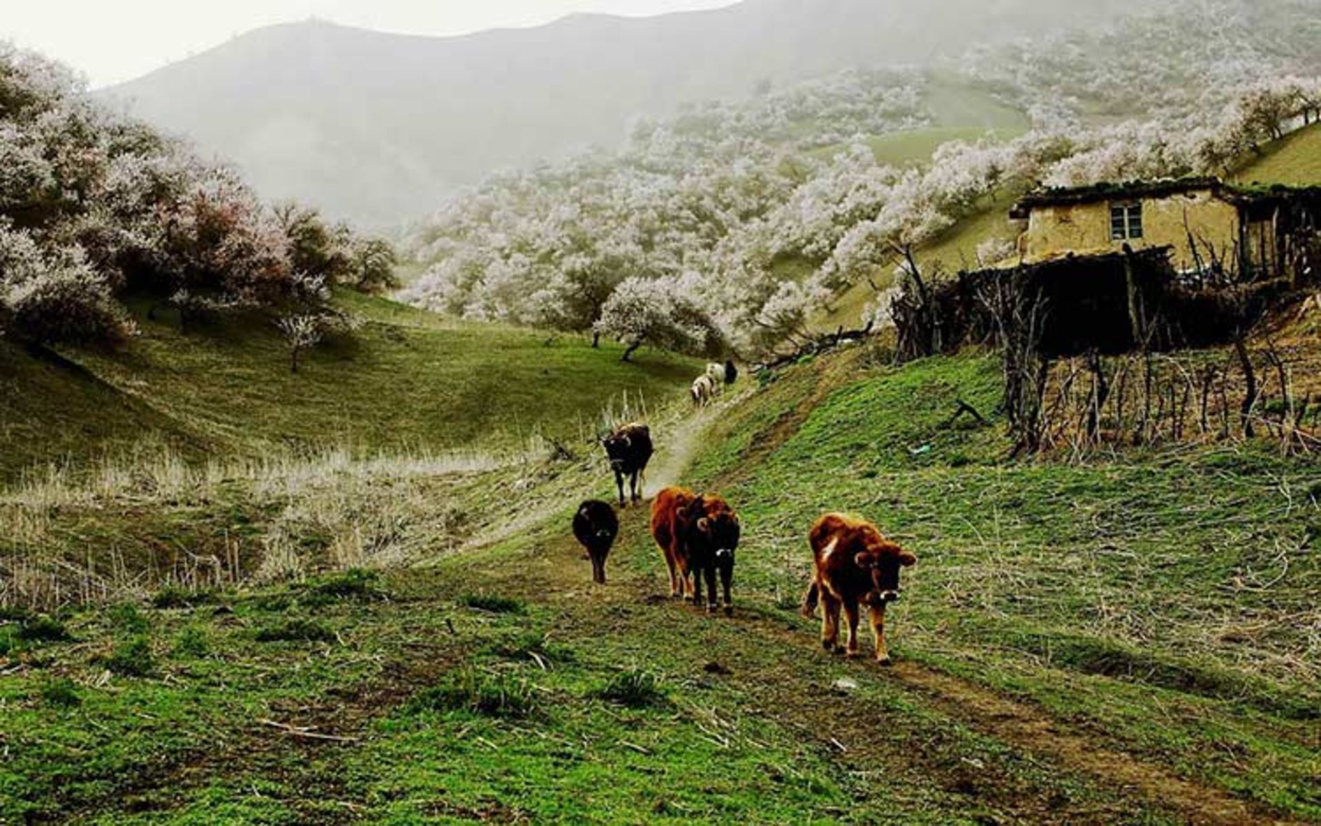 دره ای زیبا در کشور چین که با شکفتن شکوفه های زردآلو جامه ای رنگارنگ به تن می‌کند