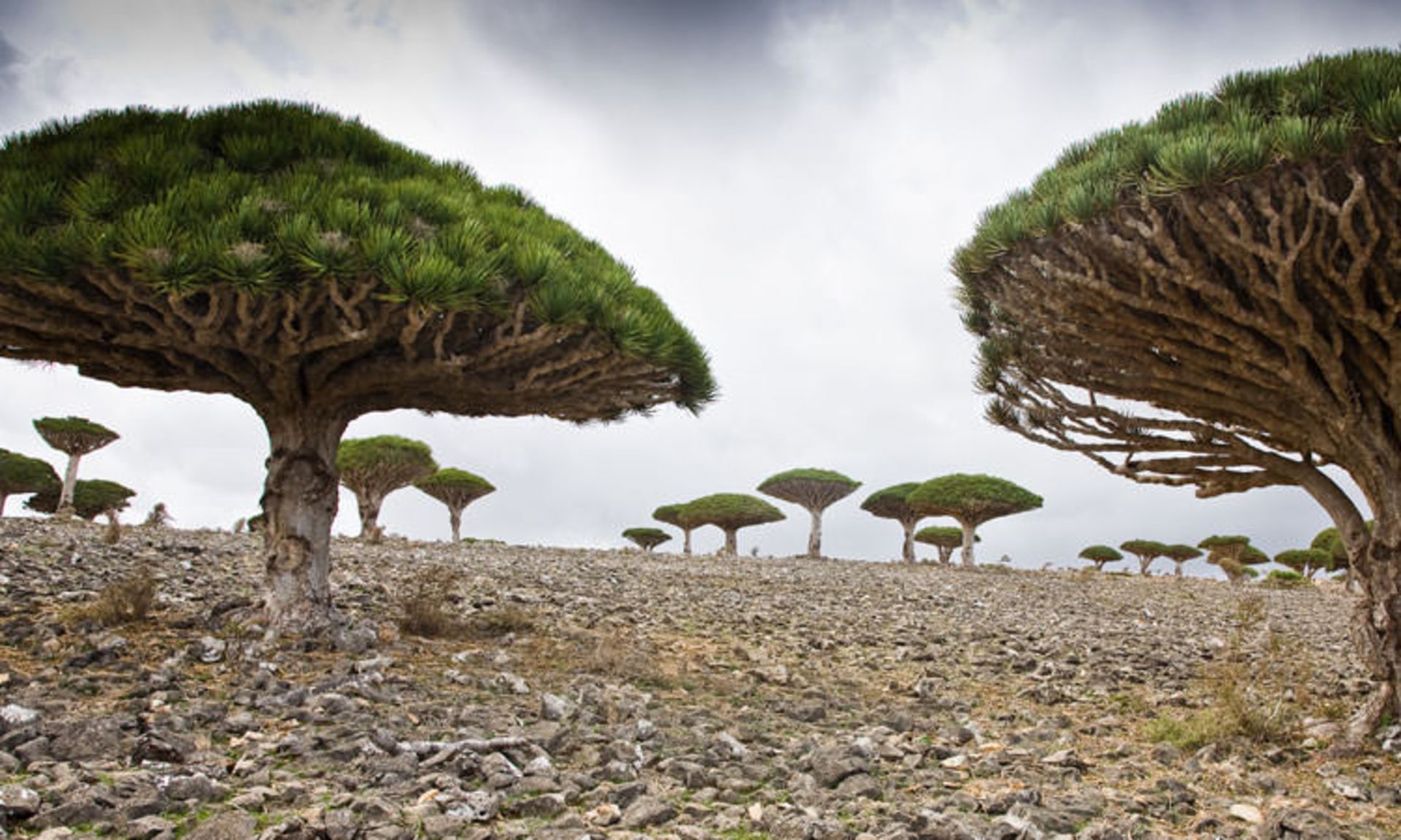 سوکوترا