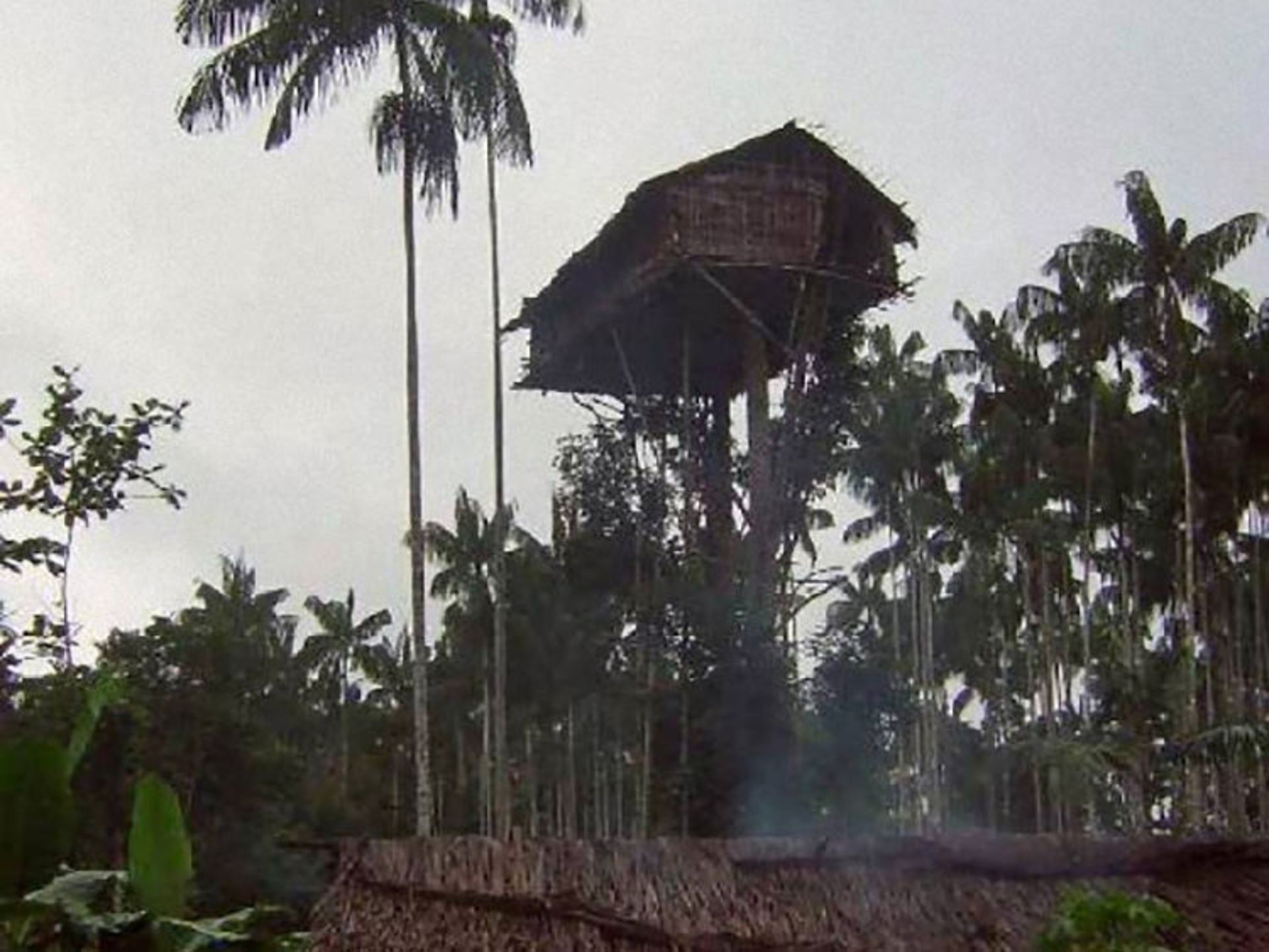 treehouse