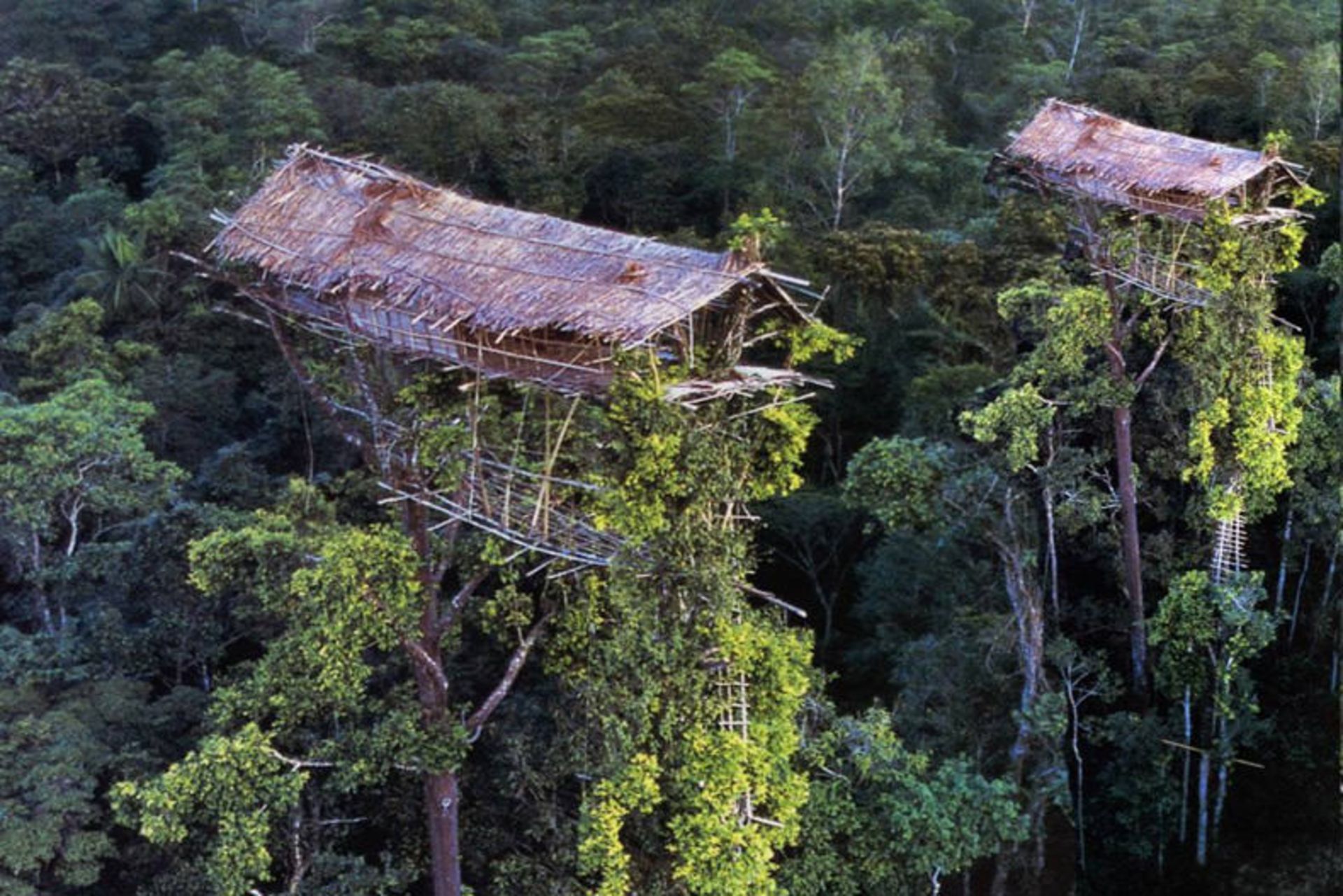 treehouse