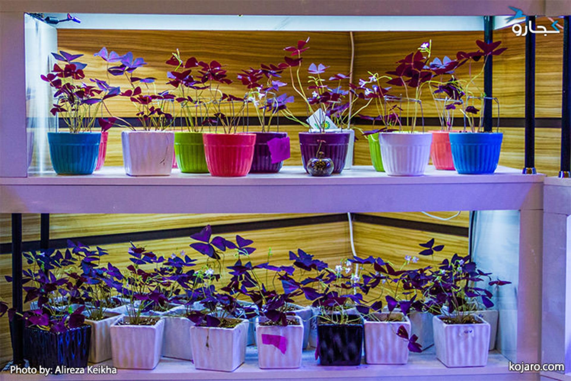 tehran-interbational-folwer-plants-exhibition