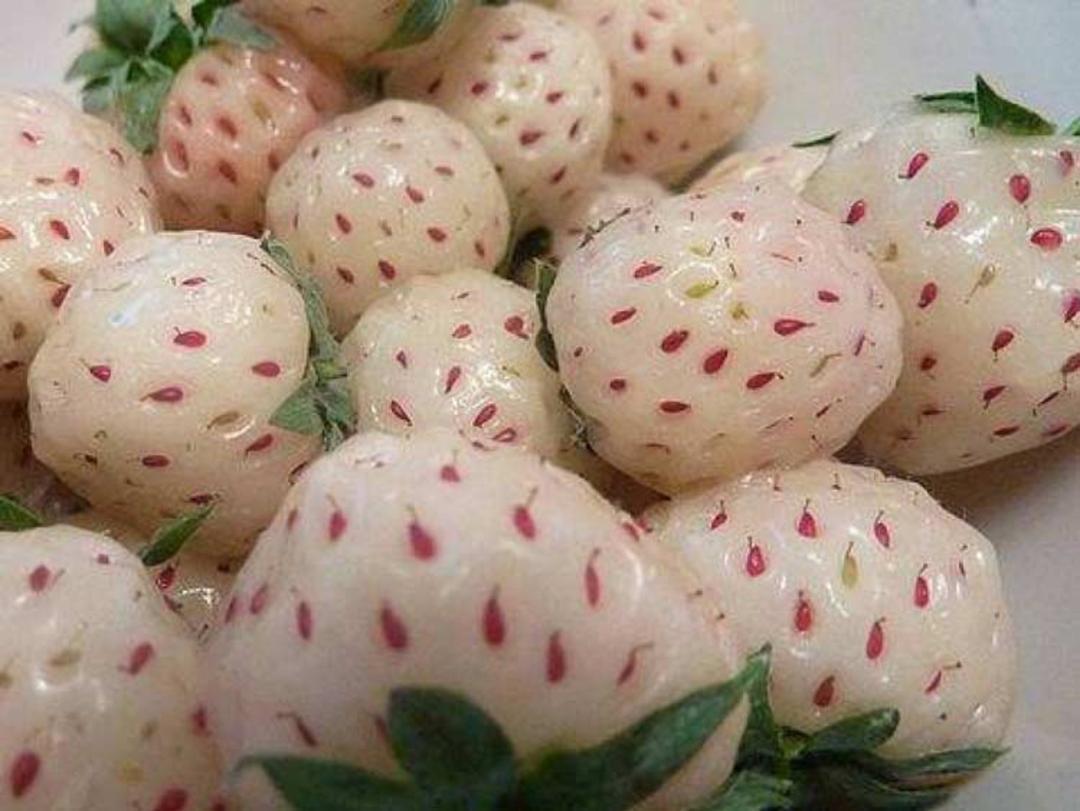 میوه های عجیب توت فرنگی آناناسی