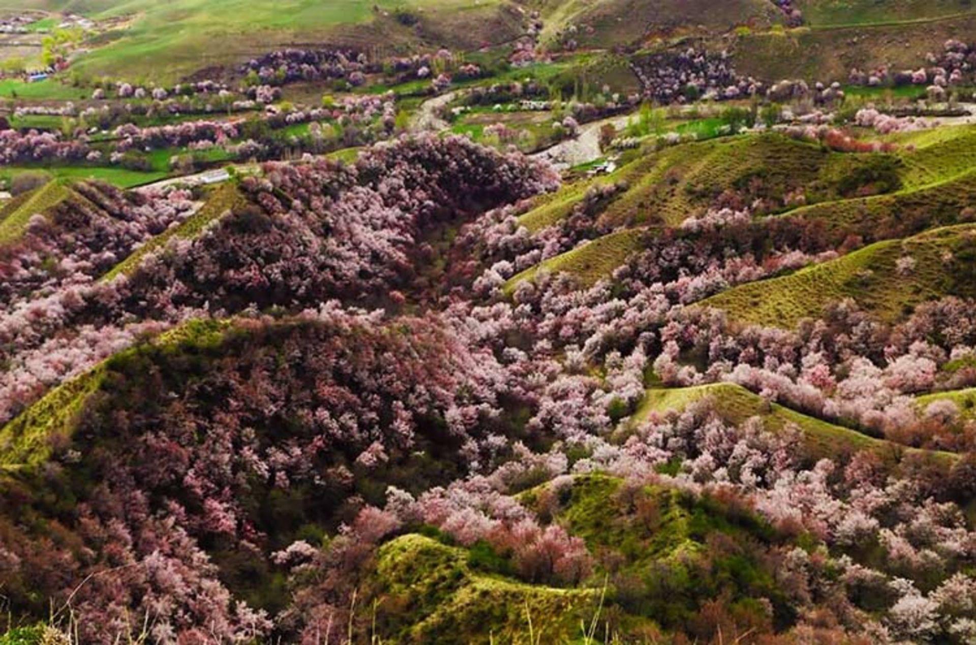 دره ای زیبا در کشور چین که با شکفتن شکوفه های زردآلو جامه ای رنگارنگ به تن می‌کند