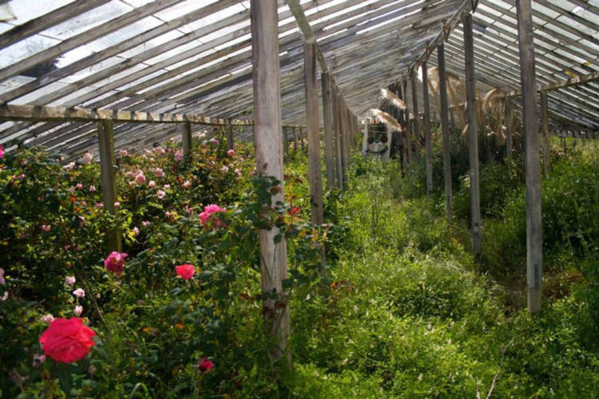گلخانه