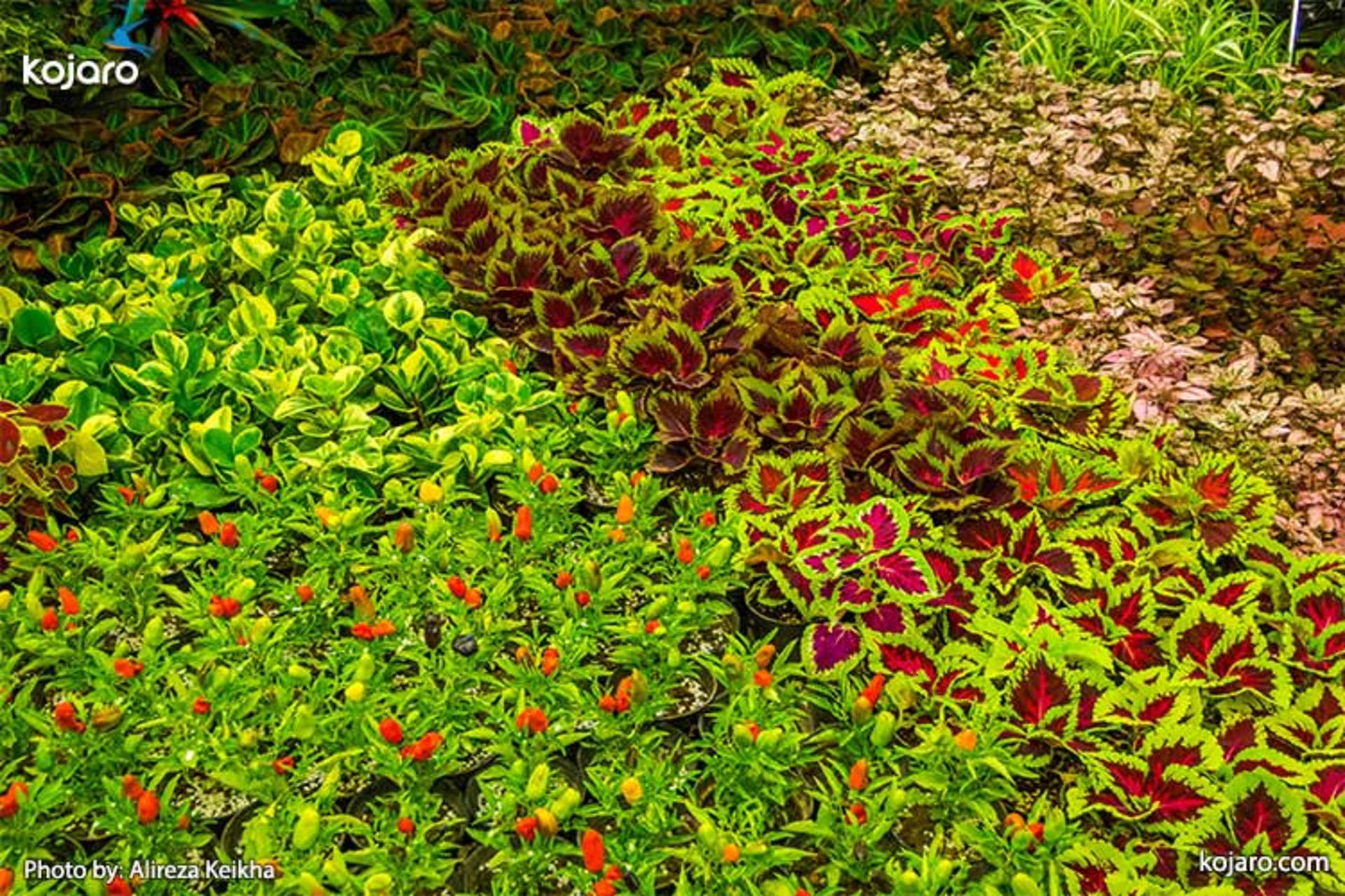 tehran-interbational-folwer-plants-exhibition