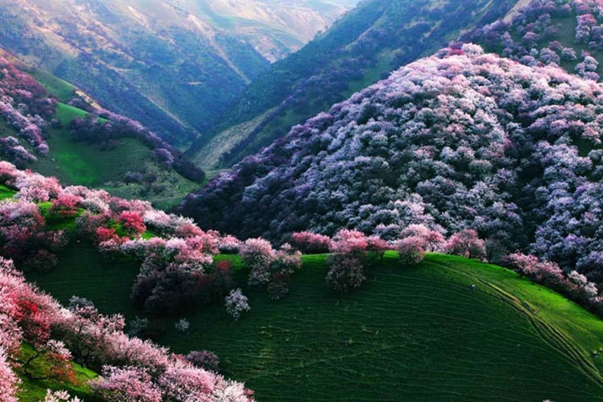 دره‌ی درختان زردآلو در استان شین جیانگ چین