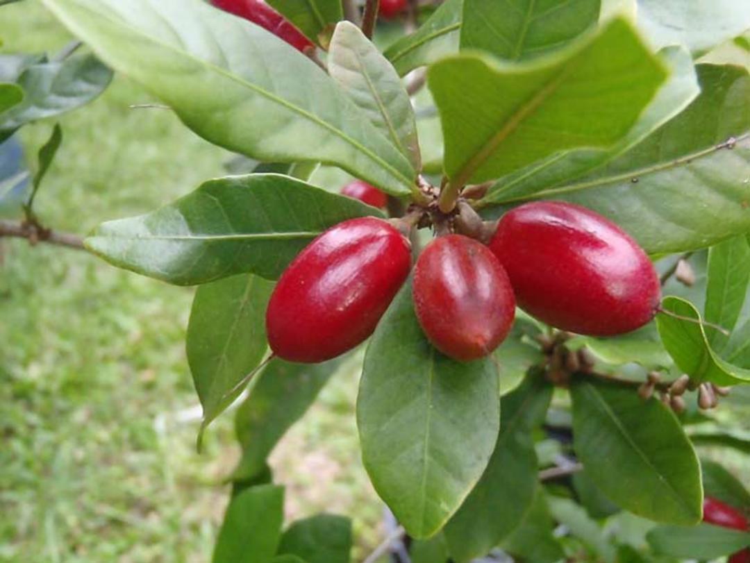 میوه های عجیب میوه معجزه