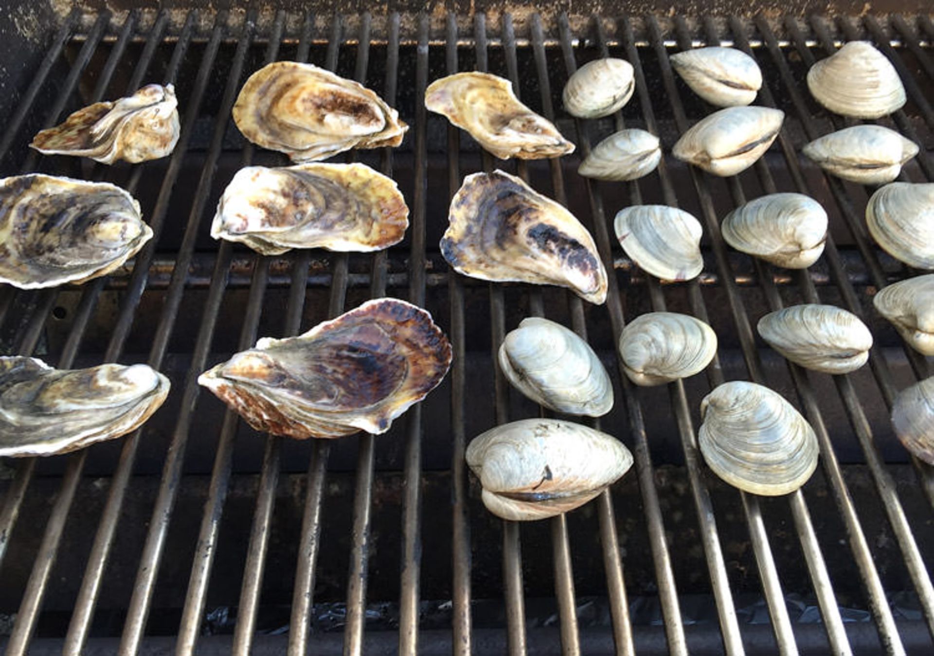 oyster1
