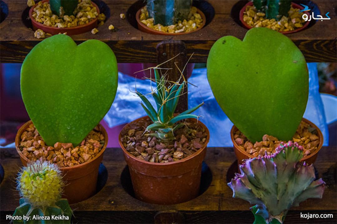 tehran-interbational-folwer-plants-exhibition