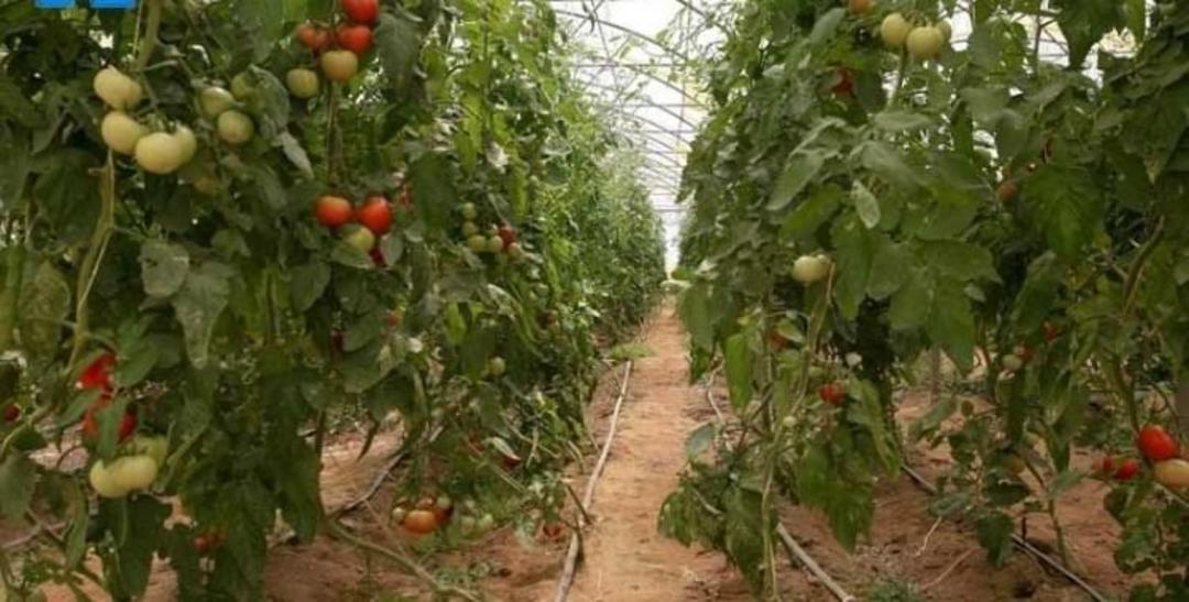 جزیره ابوموسی