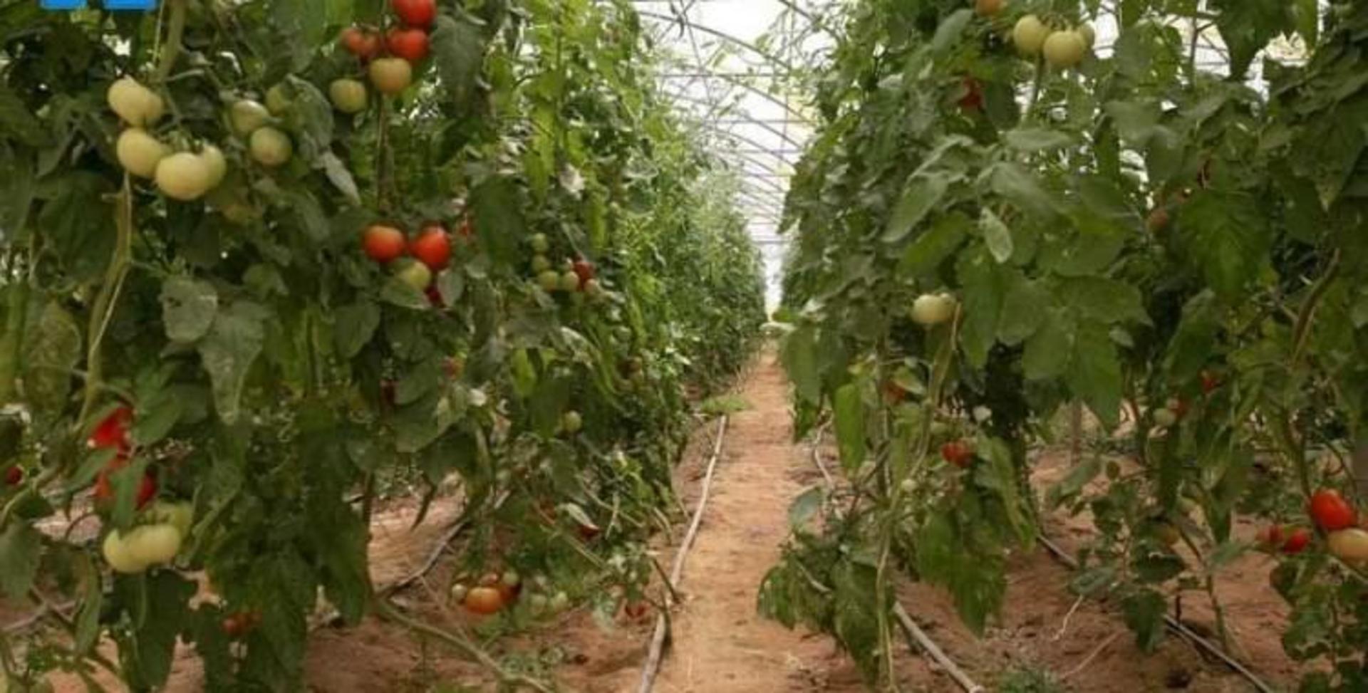 جزیره ابوموسی