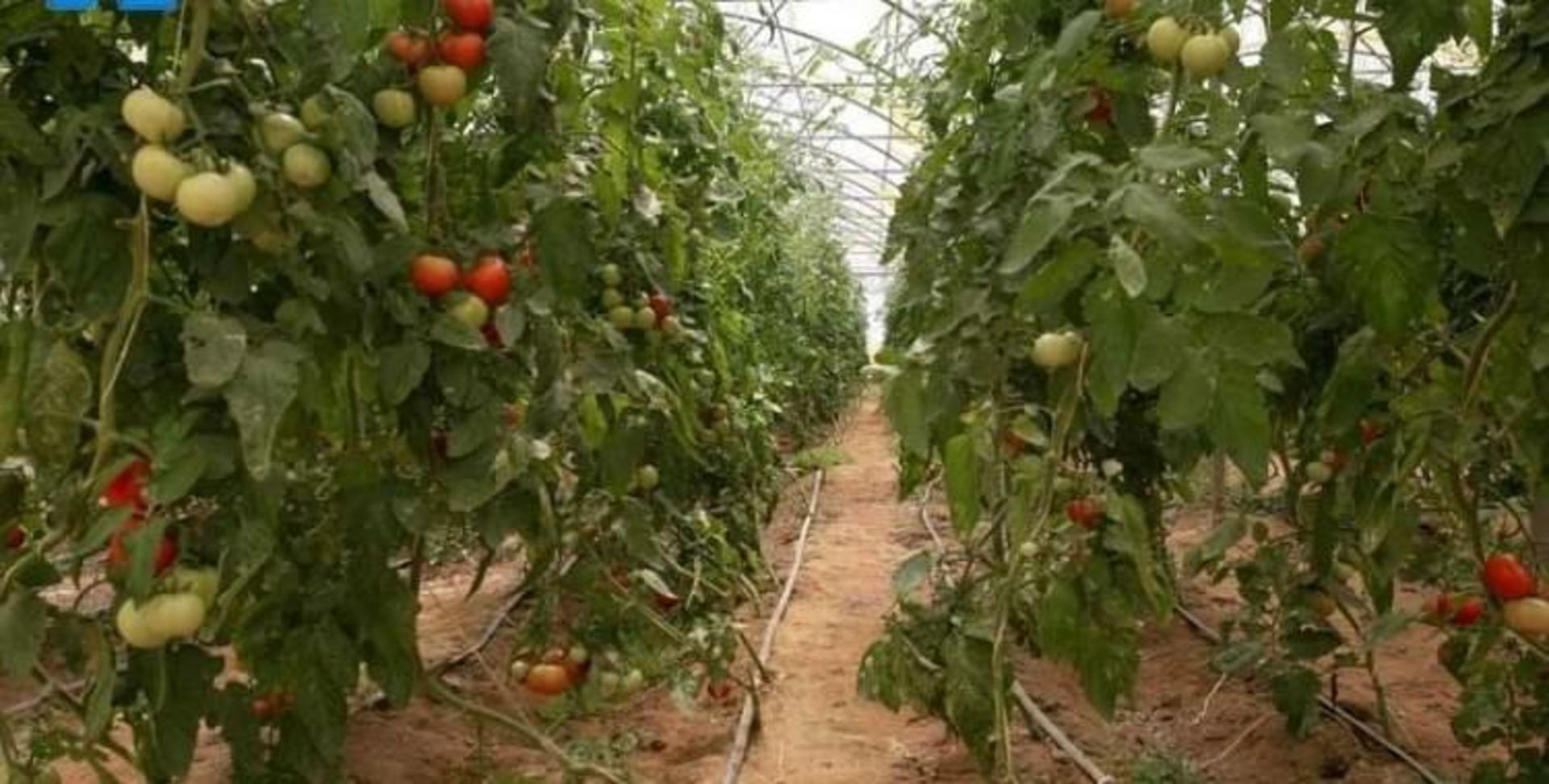 جزیره ابوموسی