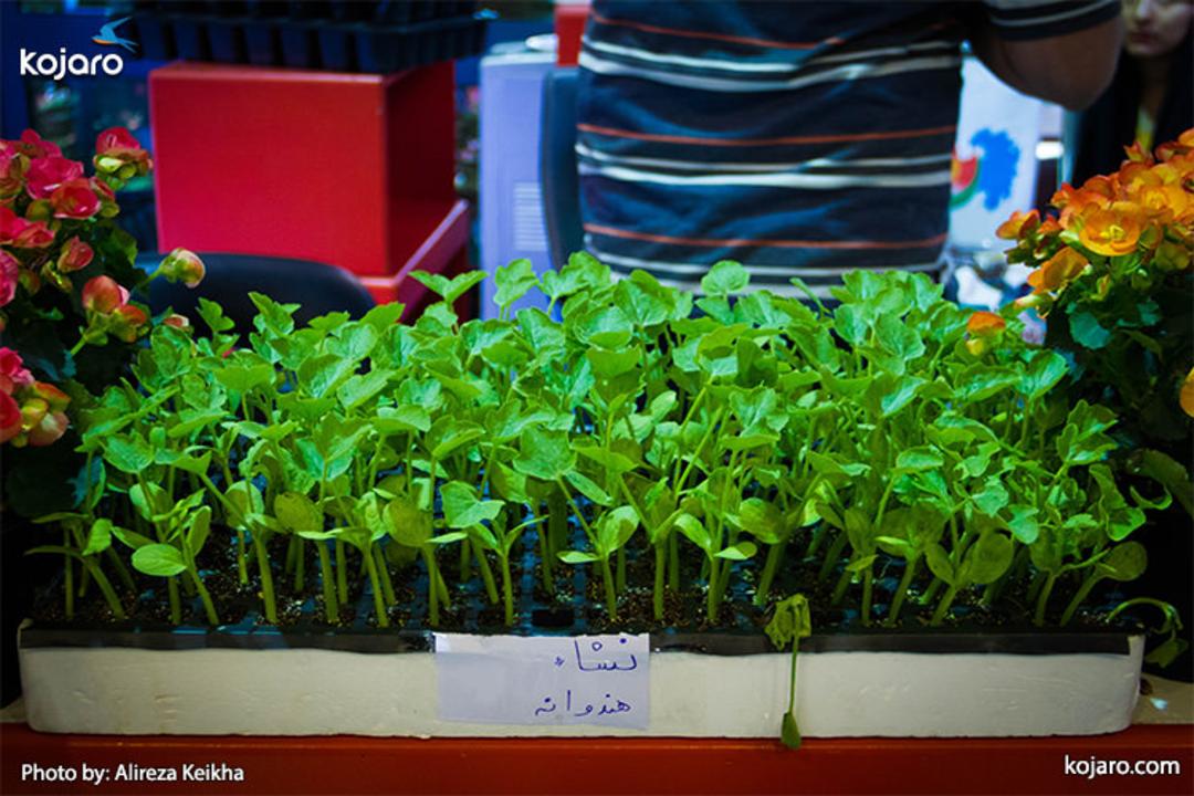 tehran-interbational-folwer-plants-exhibition