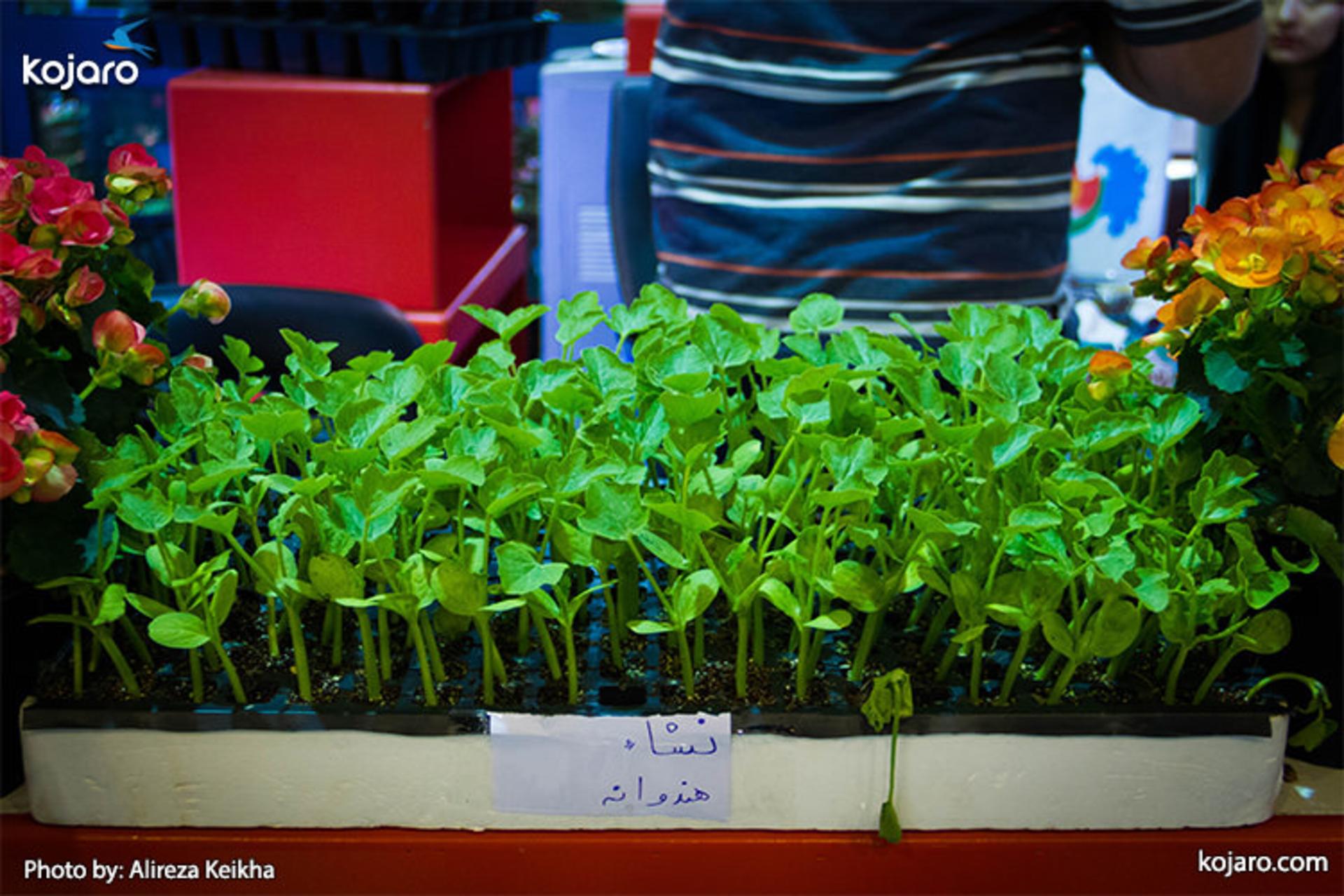tehran-interbational-folwer-plants-exhibition