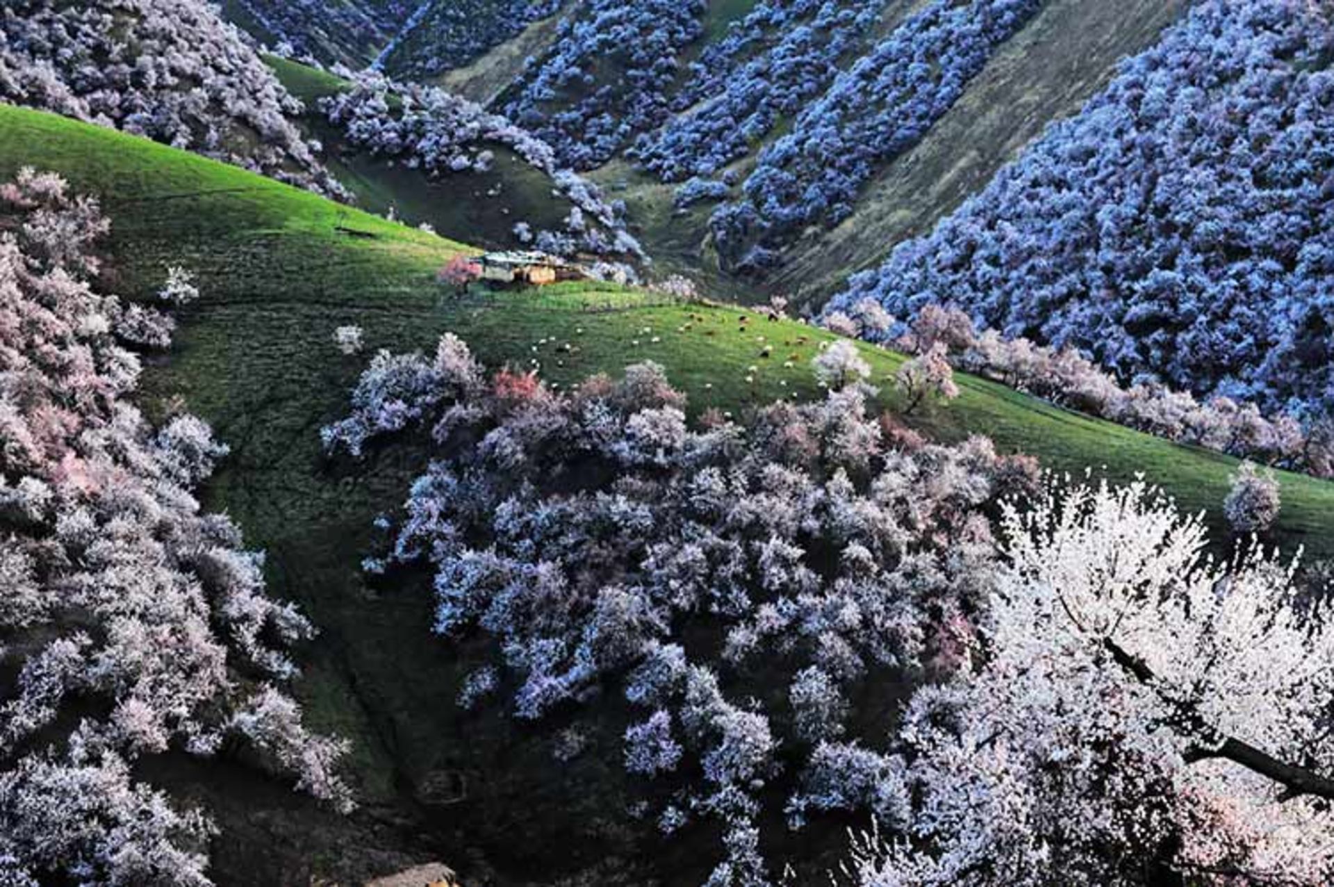 دره ای زیبا در کشور چین که با شکفتن شکوفه های زردآلو جامه ای رنگارنگ به تن می‌کند