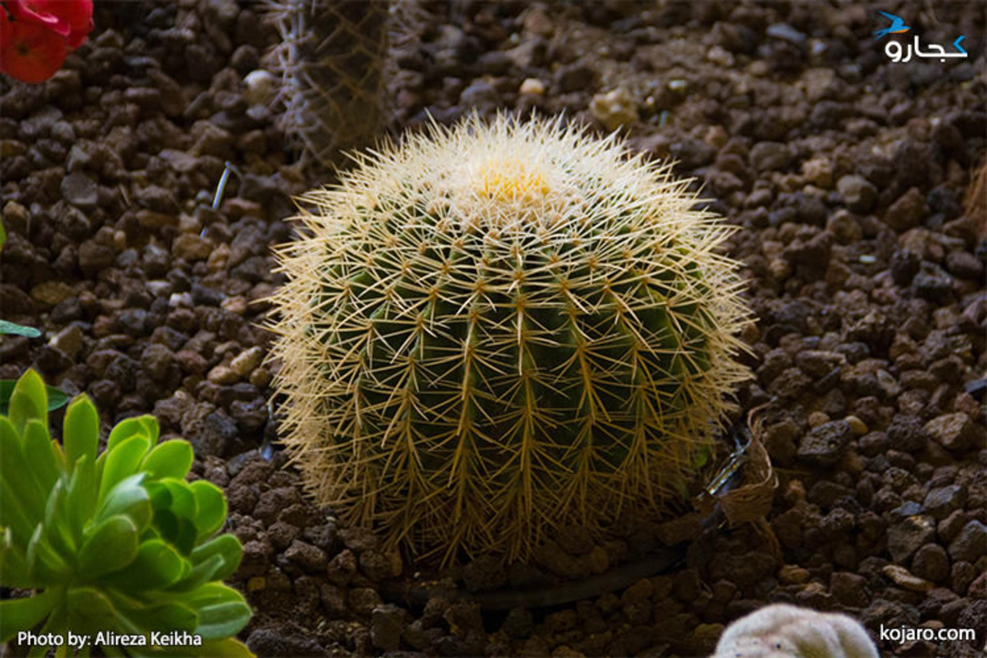 tehran-interbational-folwer-plants-exhibition