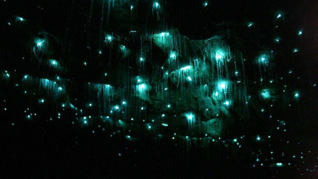 Glowworm Caves