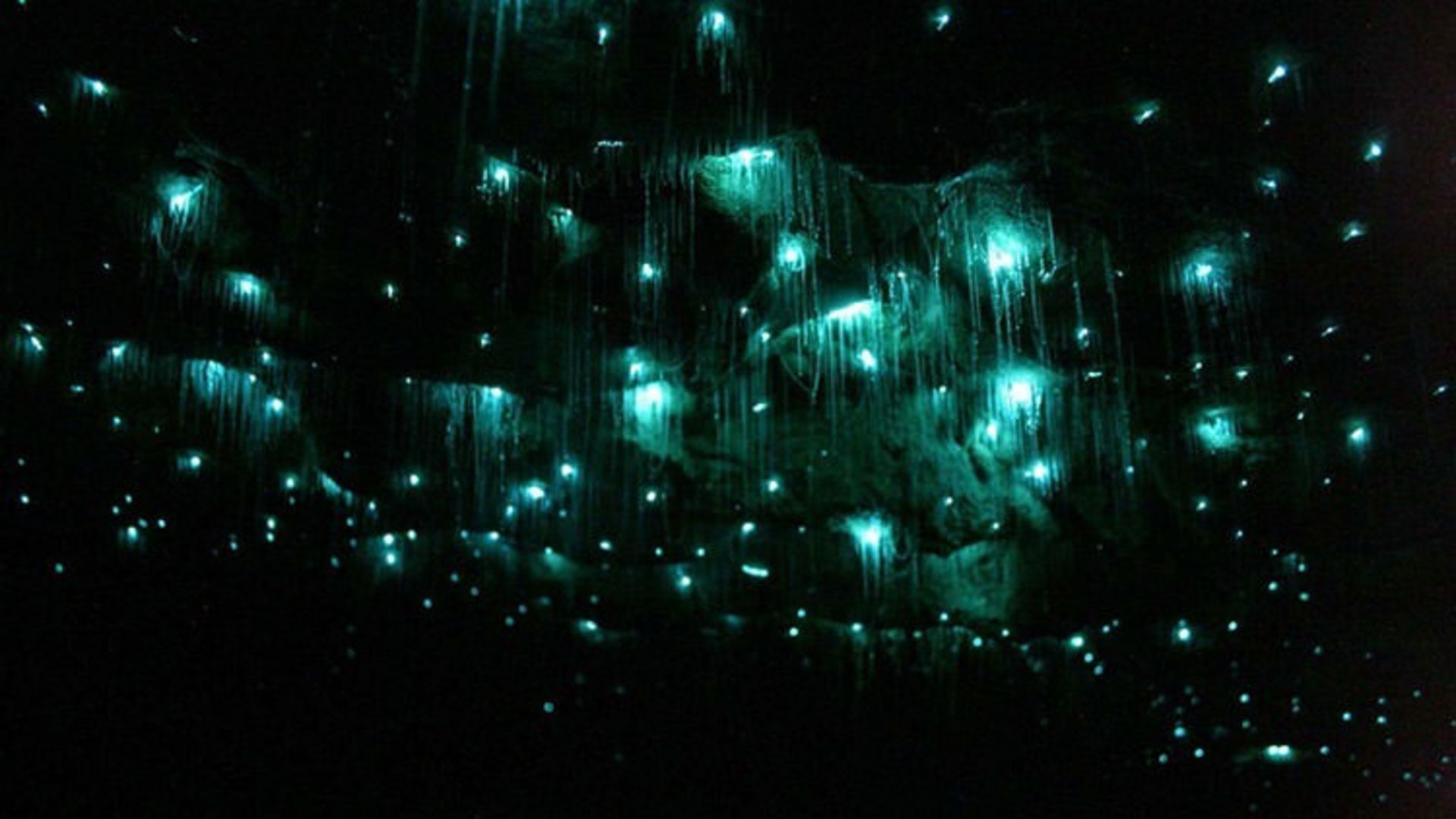 Glowworm Caves