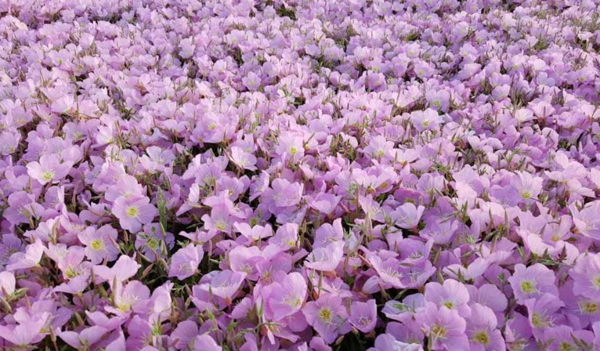 عکاسباشی