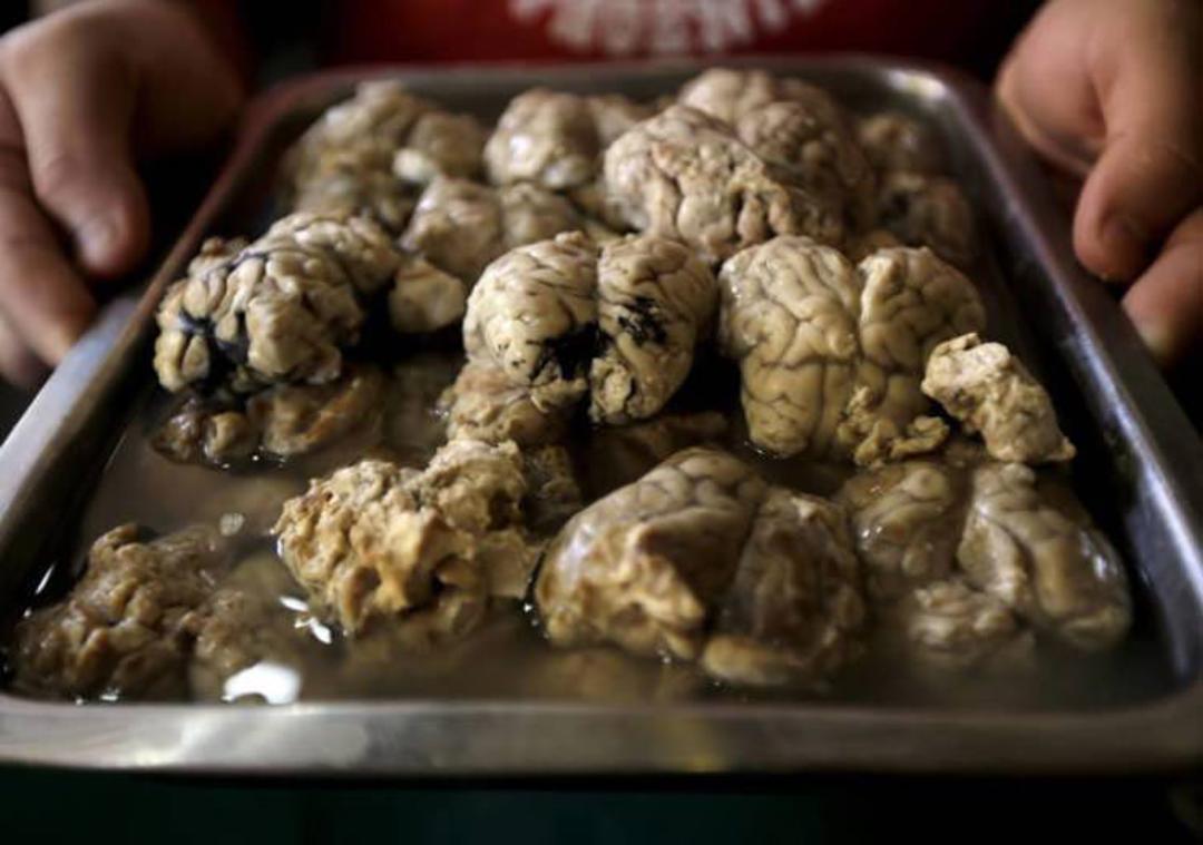 lamb brain 1