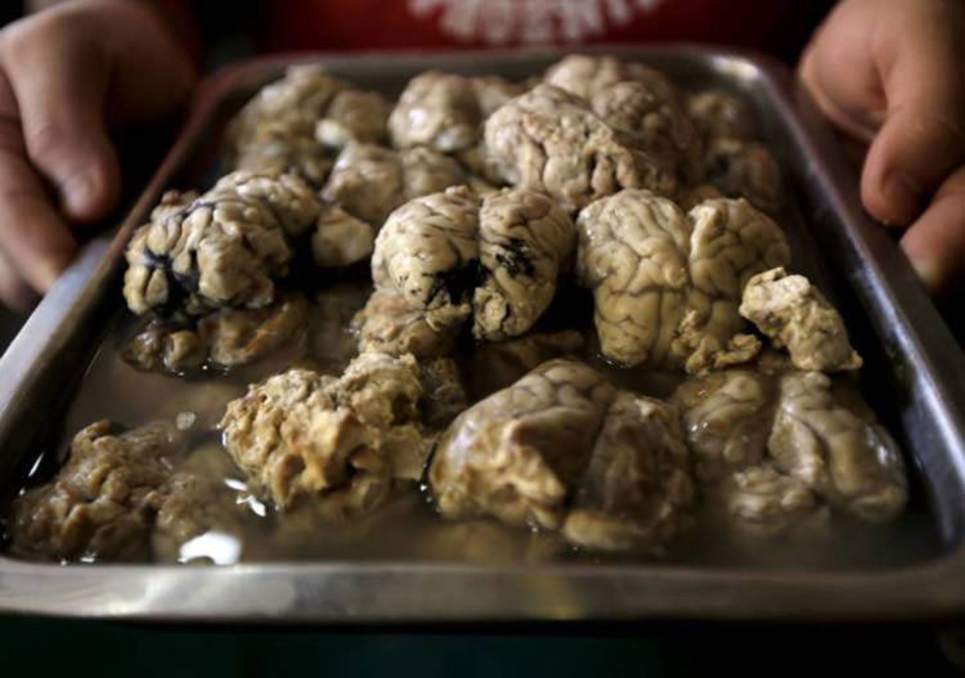 lamb brain 1