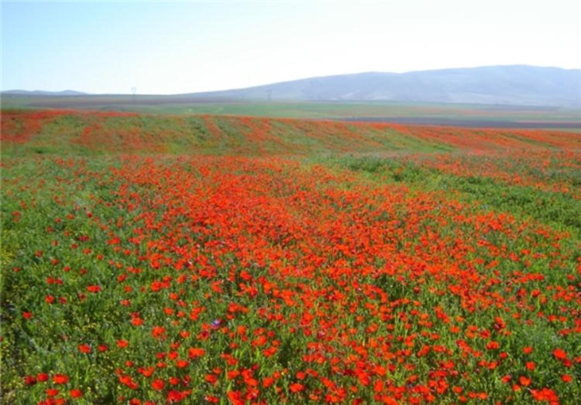 دشت شقایق ها کالپوش