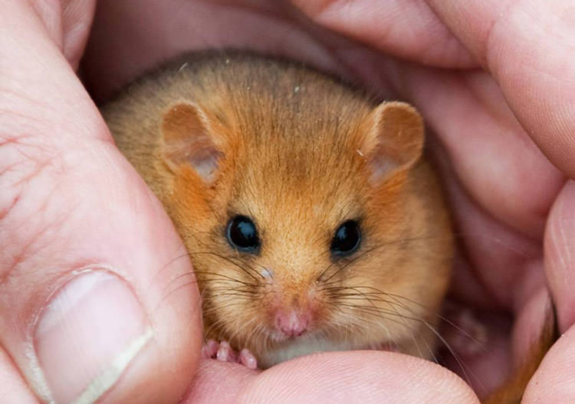 dormice