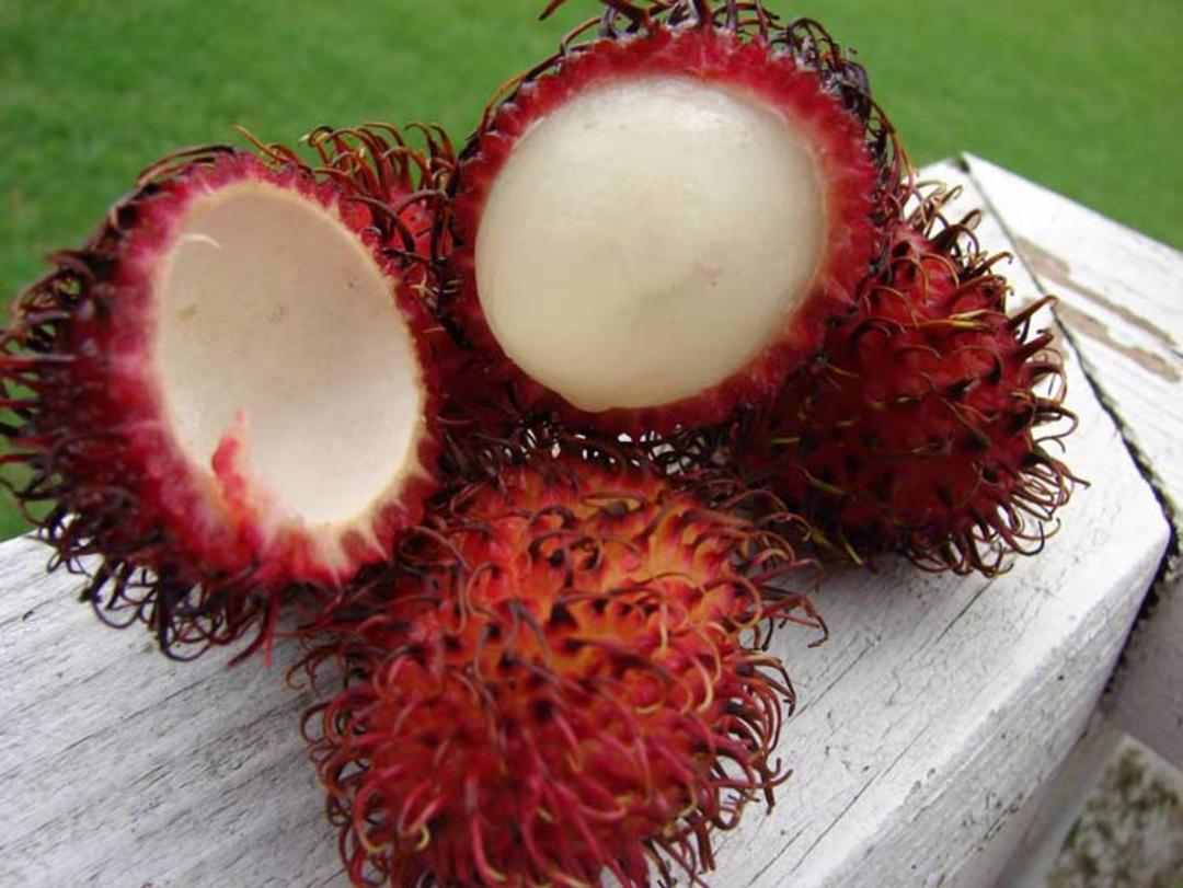 میوه های عجیب مژکی