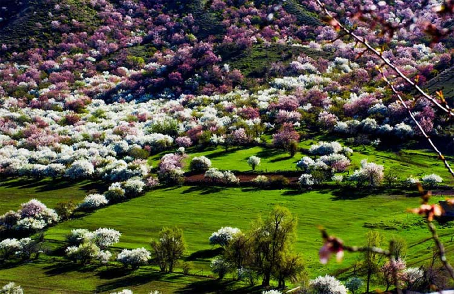 دره ای زیبا در کشور چین که با شکفتن شکوفه های زردآلو جامه ای رنگارنگ به تن می‌کند