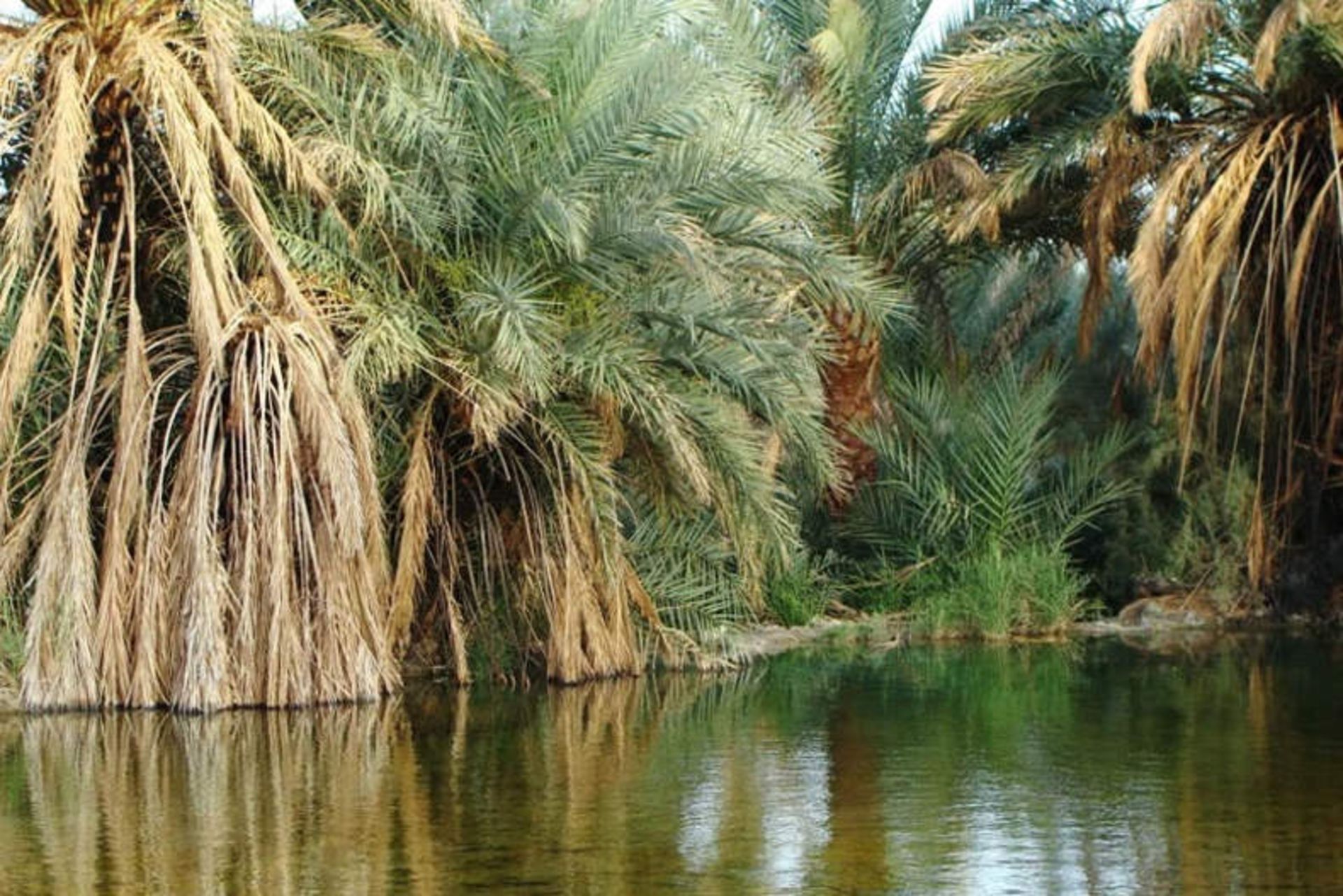 دیگ رستم