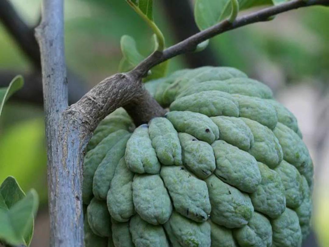 میوه های عجیب سیب دارچینی