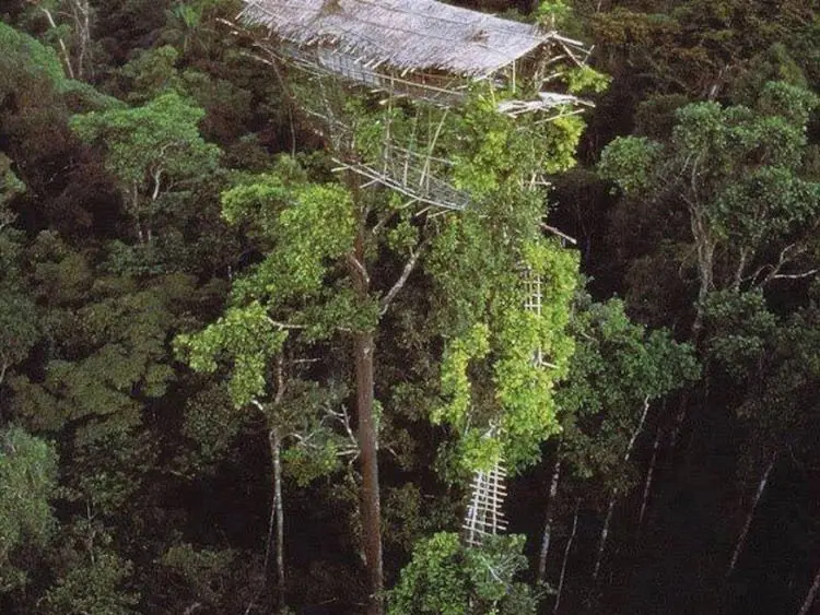 treehouse