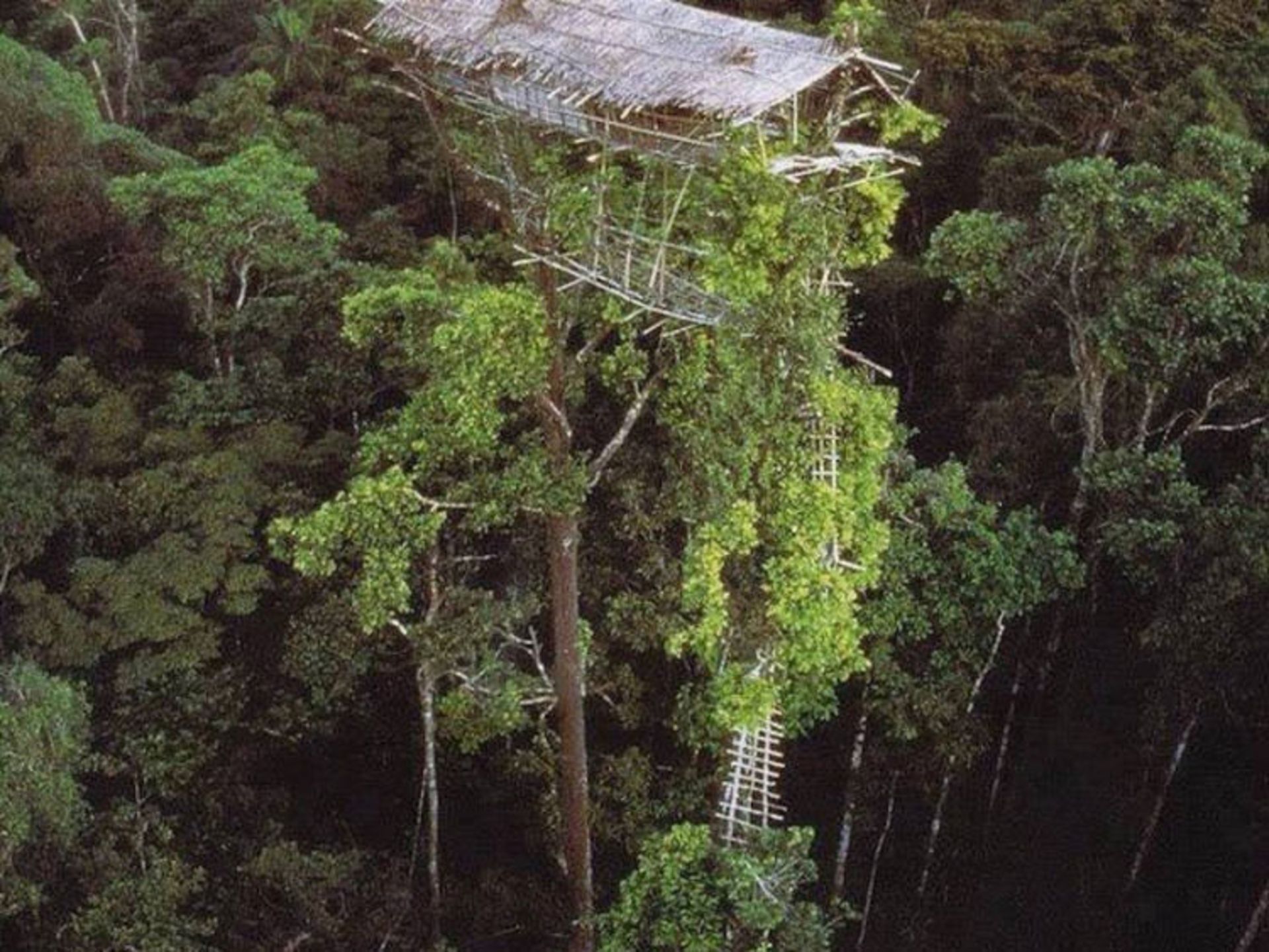treehouse