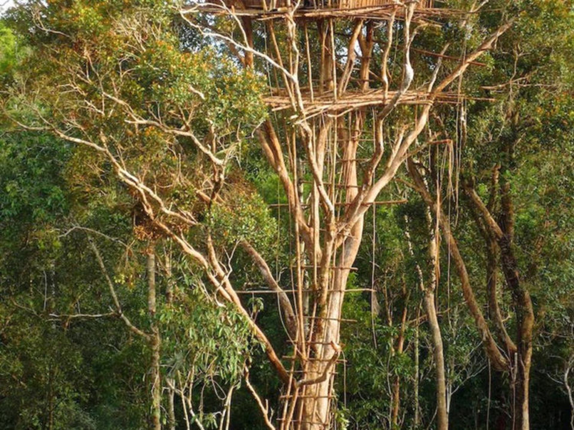 treehouse