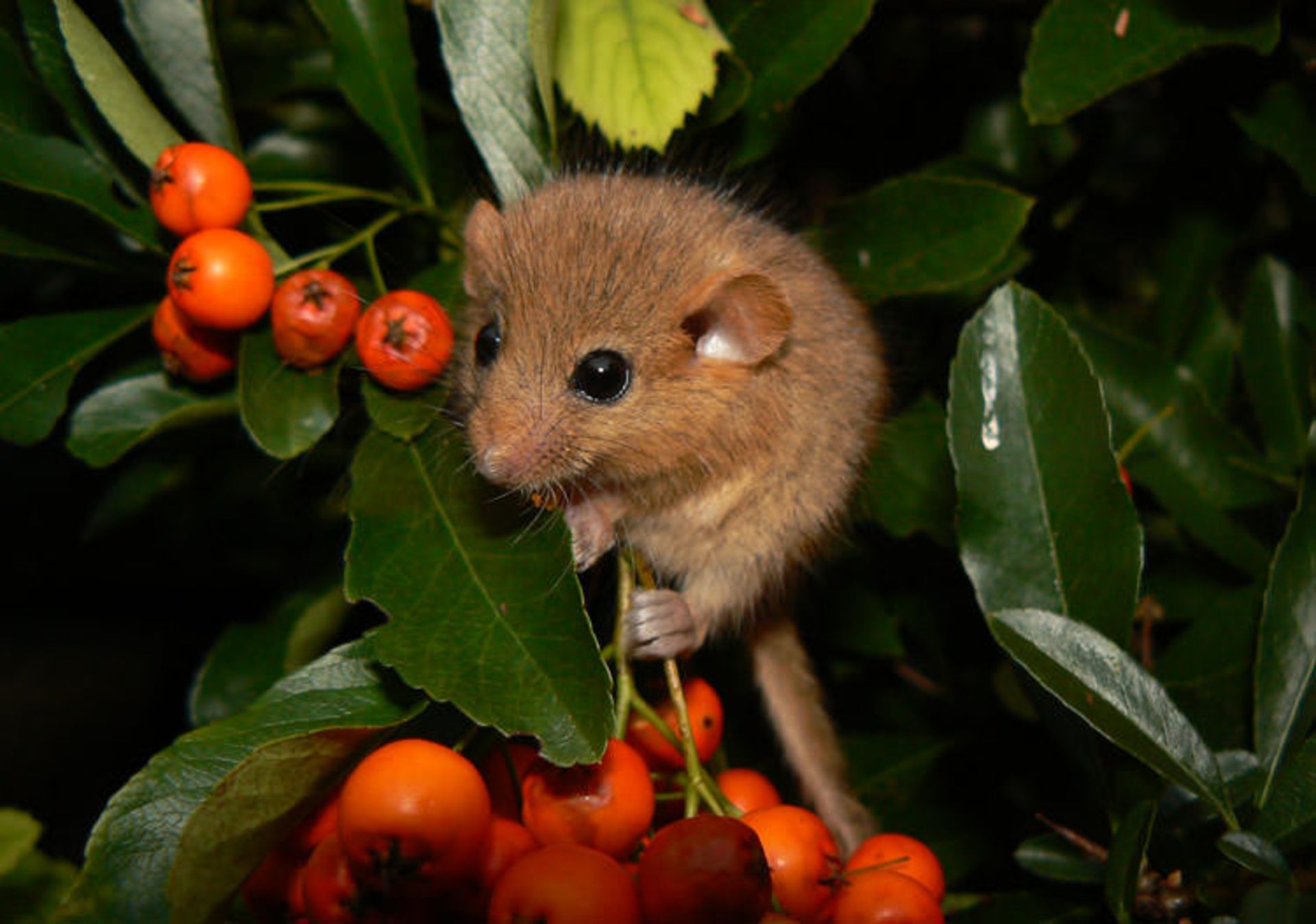 dormice delight