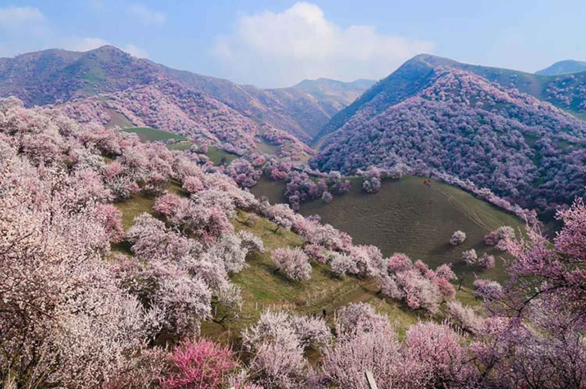 دره ای زیبا در کشور چین که با شکفتن شکوفه های زردآلو جامه ای رنگارنگ به تن می‌کند