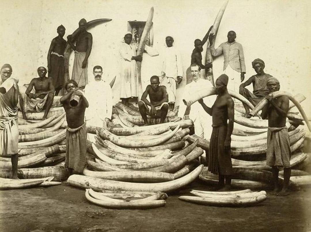 تجارت عاج