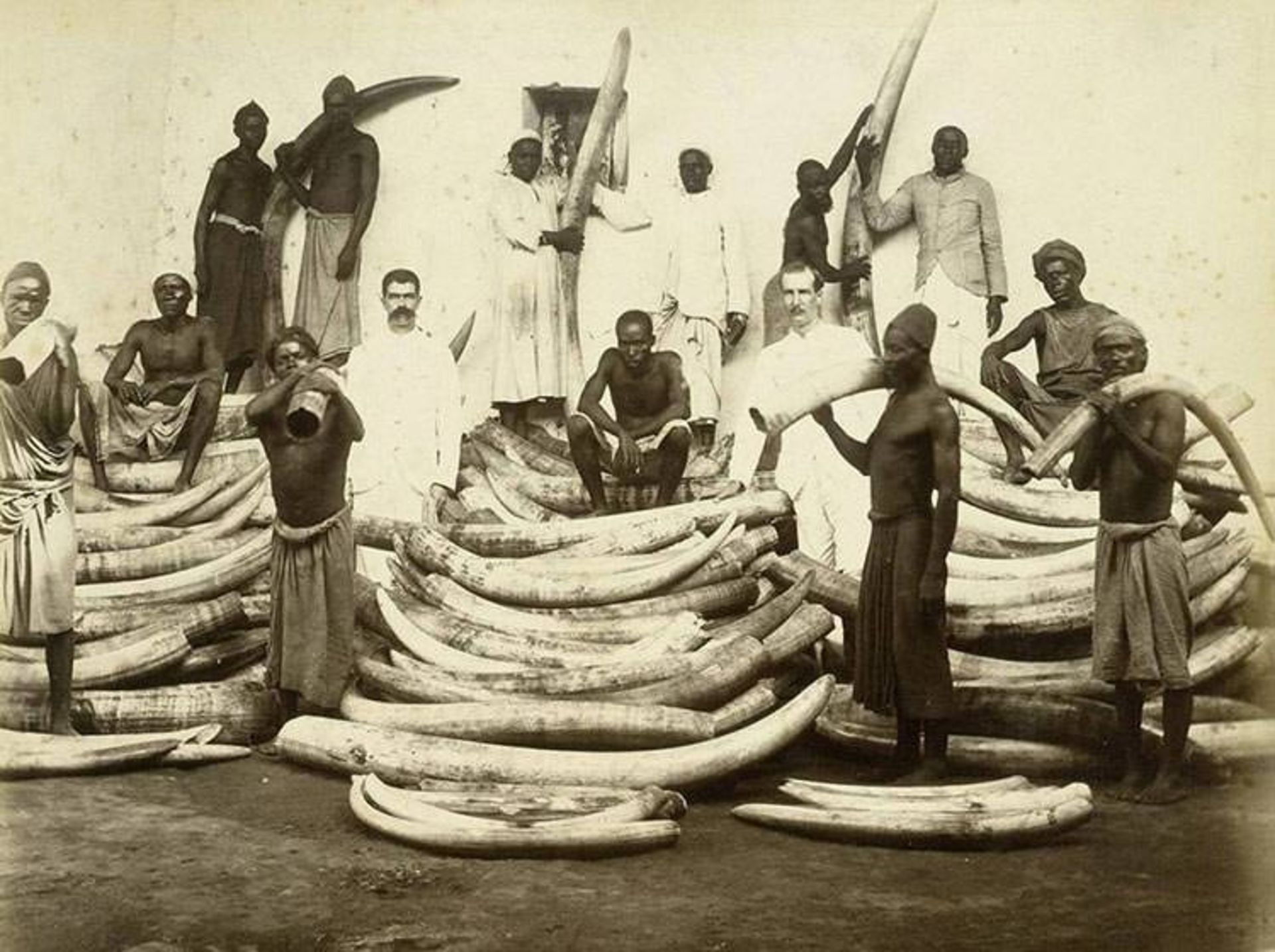 تجارت عاج