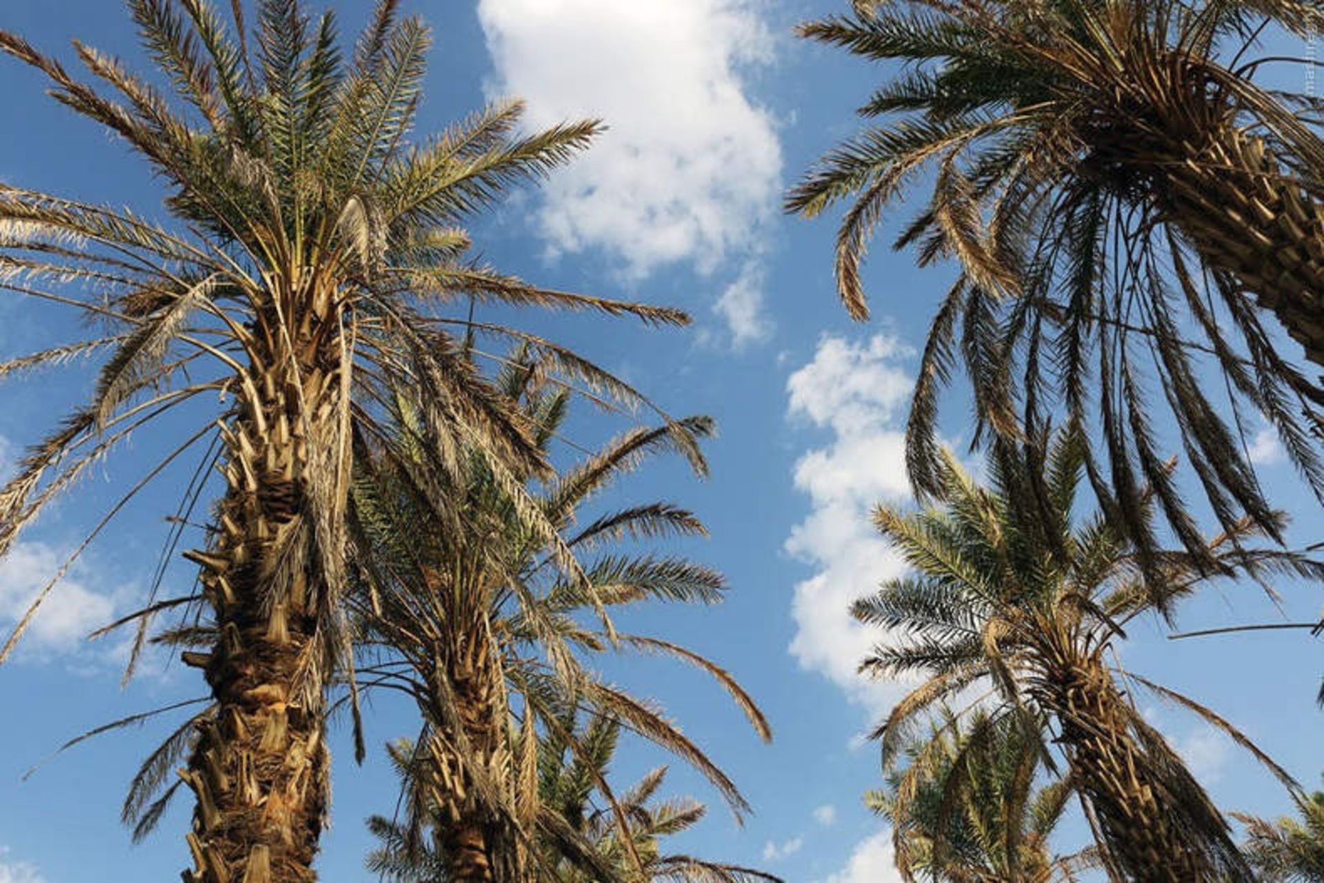 نخلستان