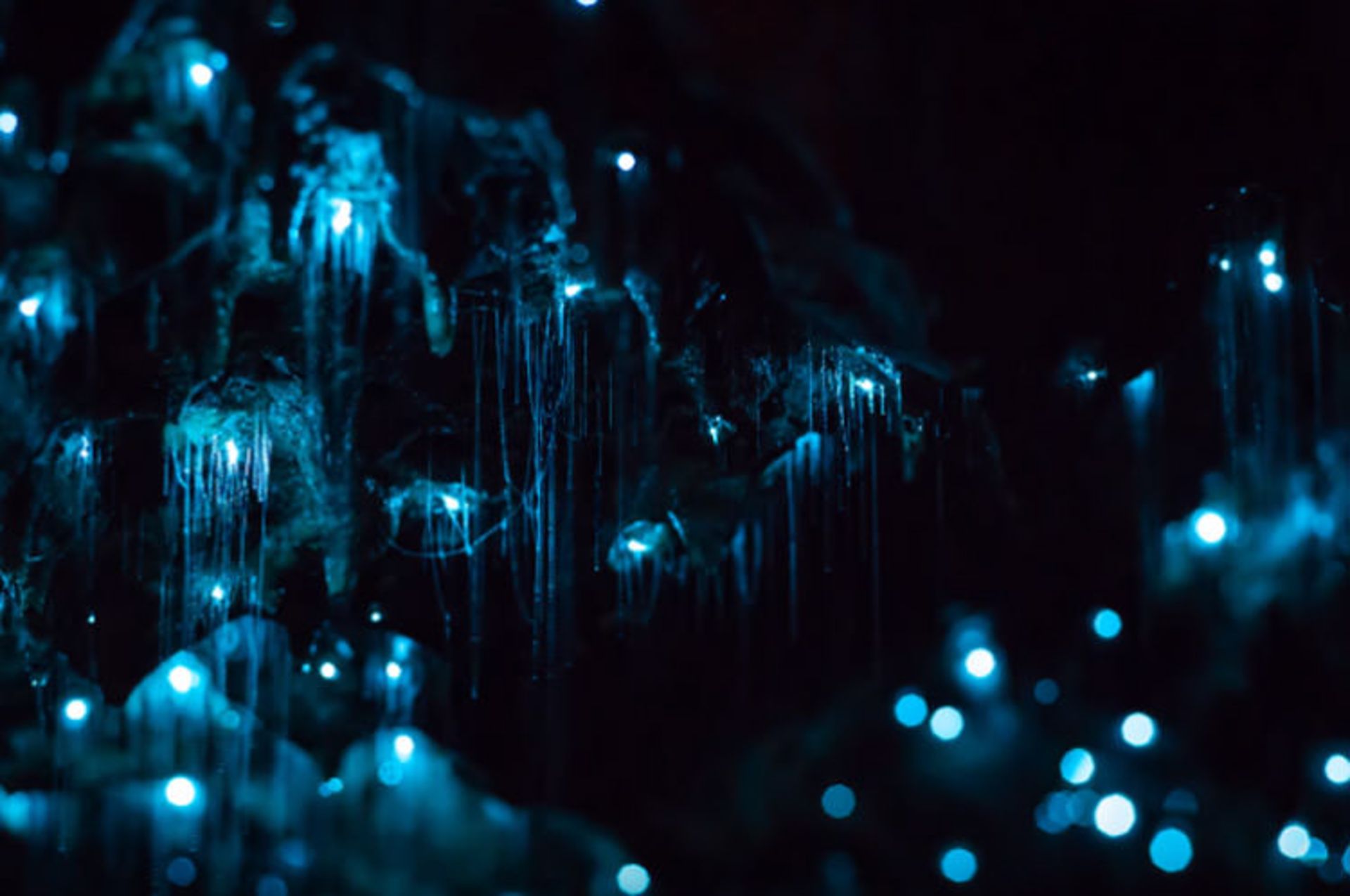 Glowworm Caves