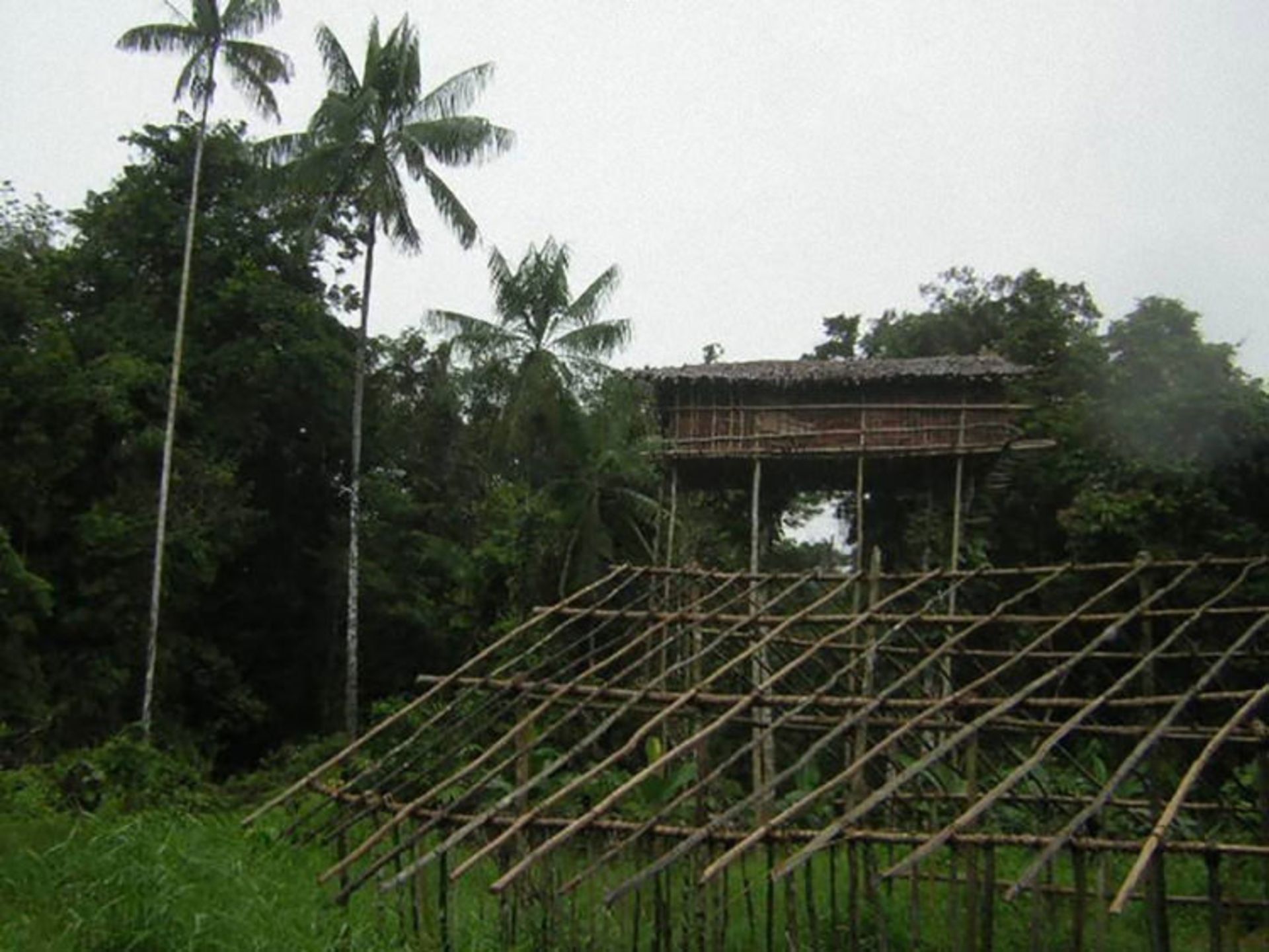 treehouse