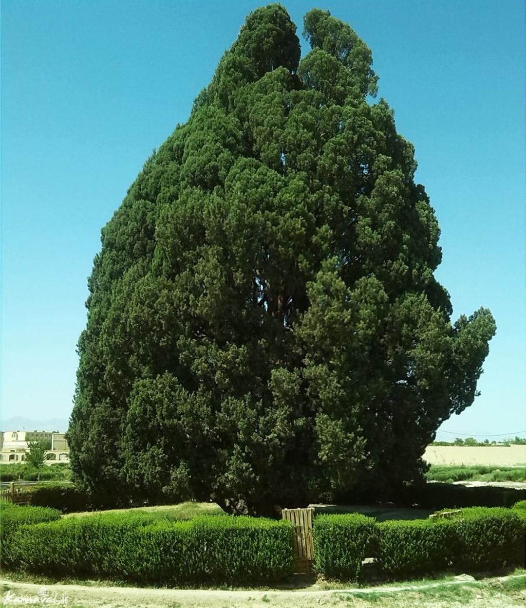 سرو ابرکوه 
