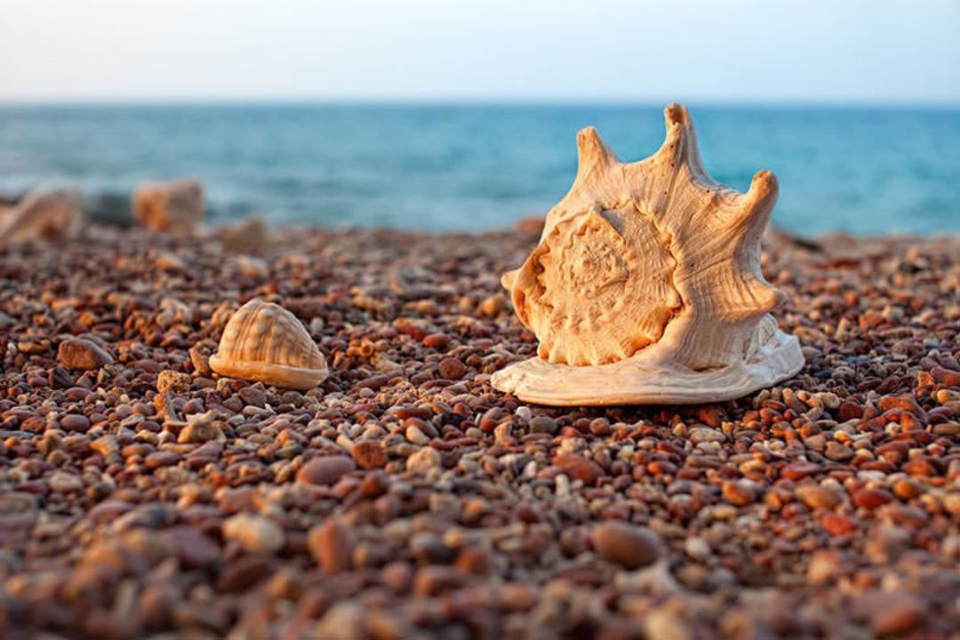 جزیره سوکوترا
