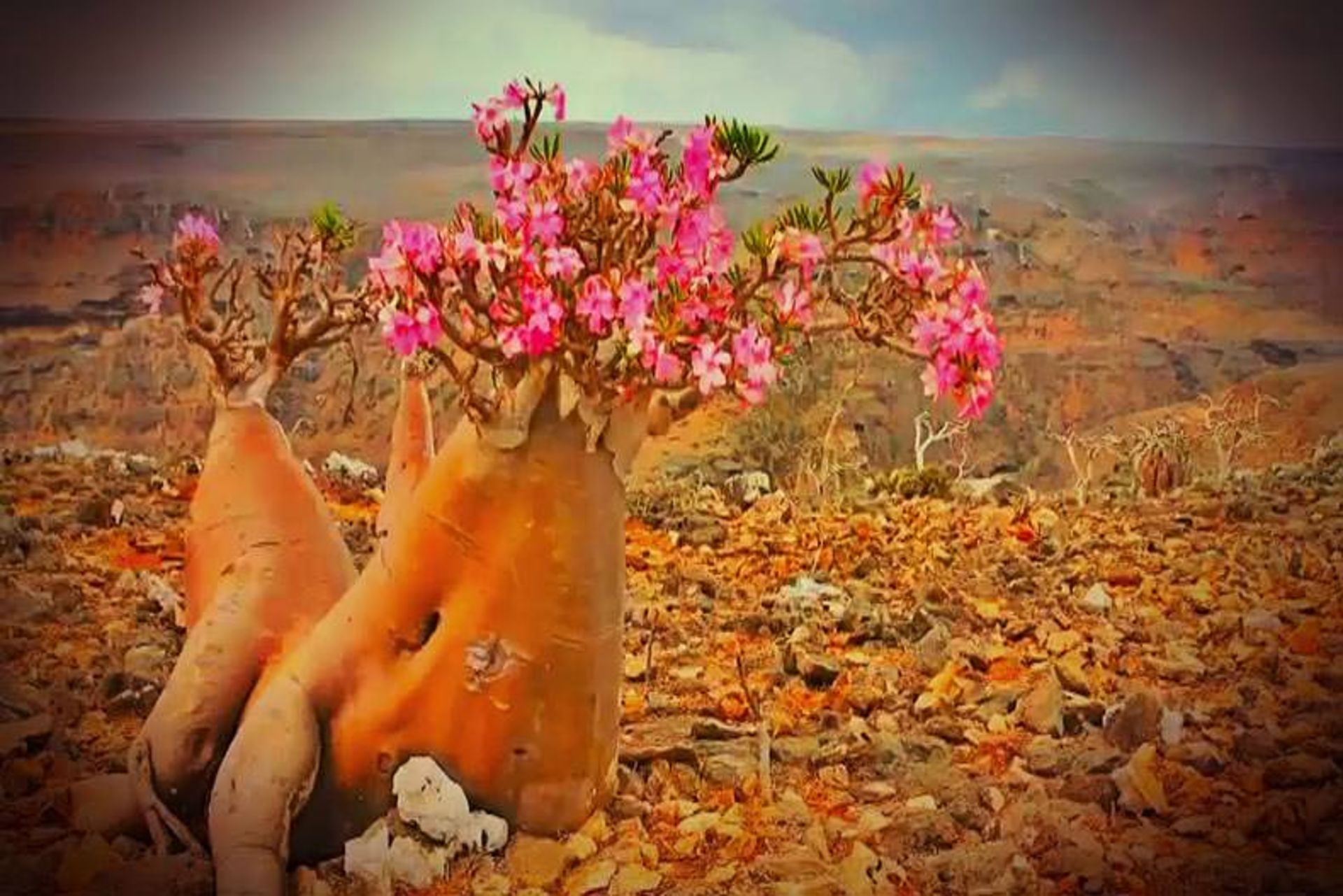 جزیره سوکوترا