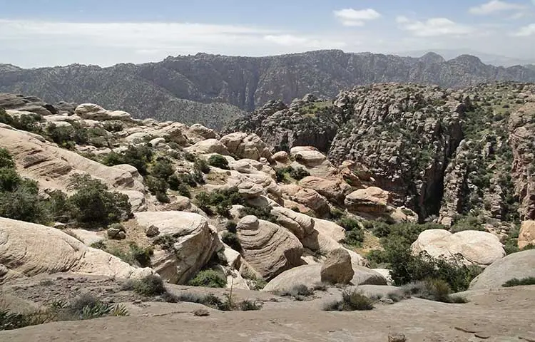 دانا بیوسفر