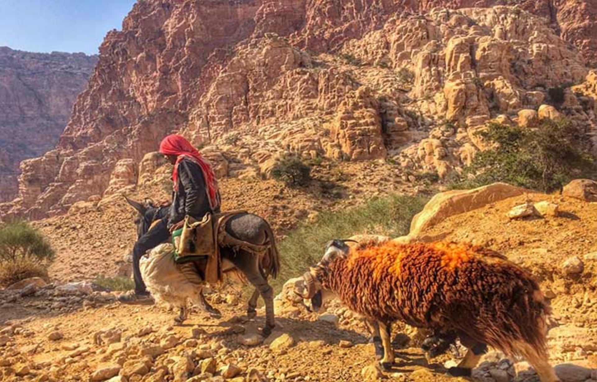 دانا بیوسفر