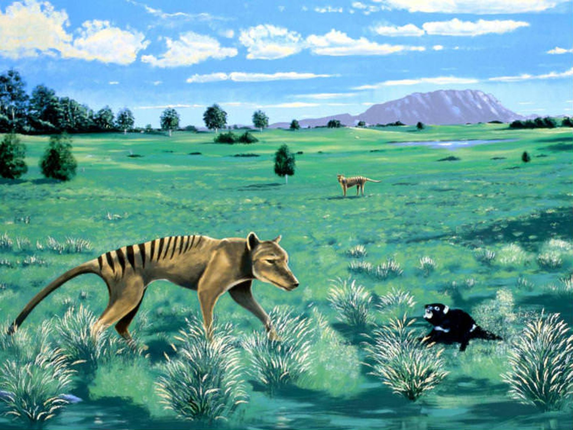 ببر تاسمانی