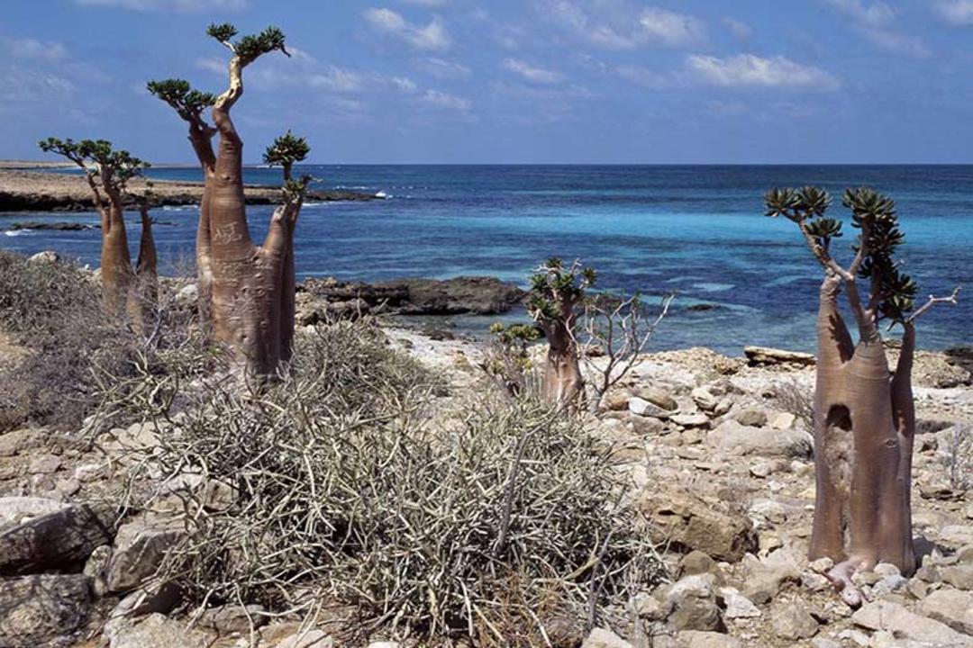 جزیره سوکوترا