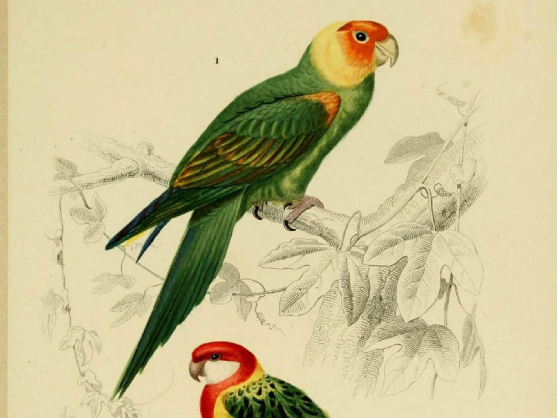 طوطی دم دراز کارولینا