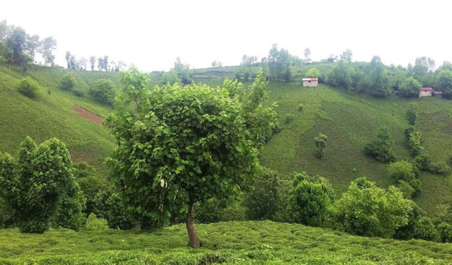 عکاسباشی
